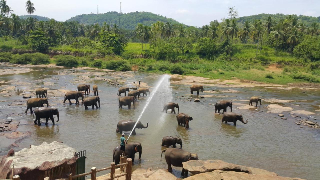 Peacock Village Pinnawala - Offer Alert! Elephant Welfare Program ภายนอก รูปภาพ