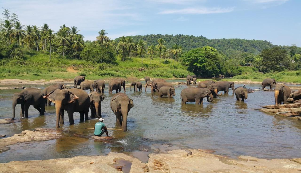 Peacock Village Pinnawala - Offer Alert! Elephant Welfare Program ภายนอก รูปภาพ